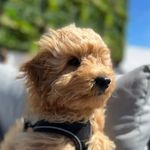Dexter | F1b Cavapoo - @dexterhazell - Instagram