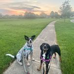 Dexter & Hazel - @cool_coated_bros - Instagram