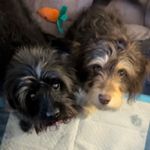 Dexter & Hazel - @dexandhazel - Instagram