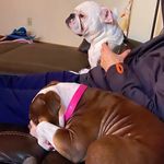 Dexter & Hazel - @sexy.dexy.e.bully - Instagram