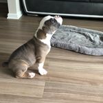 Dexter Hendricks - @dexter_olde_english_bulldogge - Instagram