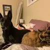dex_and_hen - @dexter_and_hendrix - TikTok