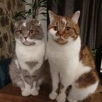 Dexter & Hendrix - @dexterhendrix2020_cats - Instagram