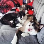 Dexter,  Jimi, Hendrix e Pirulita - @_4miau - Instagram