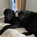 Hendrix And Dexter - @hendrixanddexter - Instagram