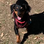 Dexter Herrera - @dexter_thetroublemaker - Instagram