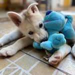 Dexter Herrera 🐾 - @dex_pocholito - Instagram