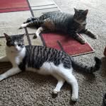 Dexter and Emo Hickman - @dexterandemo_brotherkitties - Instagram