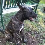 Dexter - @dexter_mungbean_higgins - Instagram