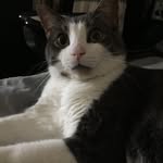 Henry Higgins - @h_higgins_and_dexter - Instagram