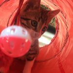 Dexter Hillman - @dexters.adventures - Instagram