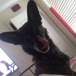 Dexter - @officialdexterhillman - Instagram