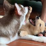 Dexter and Hogan - @dexter_and_hogan - Instagram
