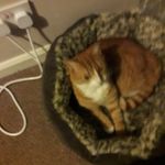 dexter - @dexter_hogan - Instagram