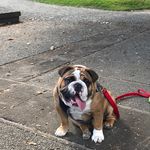 Hog and Dexter - @hoganddexterofficial - Instagram