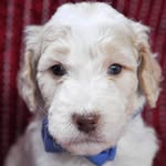 Dexter Holmes - @dexter_holmes_thomas - Instagram