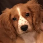 Dexter Holmes - @dexterdogjersey - Instagram