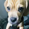 Dexter Holmes - @dexterthenewyorker - TikTok