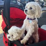 Bailey and Dexter Holt - @baileyanddexterholt - Instagram