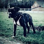Dexter - @dexter_holt - Instagram