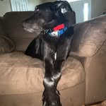 Dexter - @dexter_holt_bubbies - Instagram