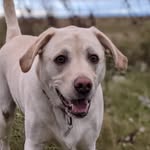 Dexter the Labrador Retriever - @dexter.holton - Instagram