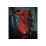 Dexter Hooper - @dex_bobo - Instagram
