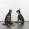doberman.dexterhouse - @doberman.dexterhouse - TikTok