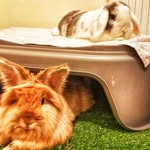 Rosie And Dexter House Buns - @rosieanddexterbunnies - Instagram
