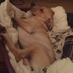 Dexter Howe - @dexters.adventures351 - Instagram