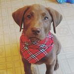 Dexter Howell - @dexter.howell - Instagram