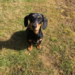 Dexter - @dexter_howell1 - Instagram