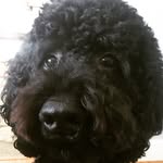 Dexter Sebastian Longhurst - @dextersebastianlonghurst - Instagram