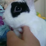 Dexter Hutton - @dexter_the_bunnie - Instagram