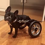 Ivy the Very Determined Dog - @ivy.the.frenchie - Instagram