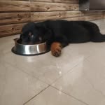 Dexter - @_dexter_jacob - Instagram