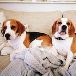 daisy holland - @jasper_and_dexter_the_beagles - Instagram