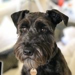Dexter & Jasper - @dexter.jasper_minishnauzer - Instagram
