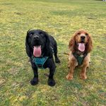 Dexter & Jasper - @muddycockers - Instagram