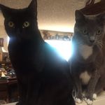 Dexter & Jasper - @dexterandjasper - Instagram