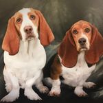 Dexter & Jasper Basset Hounds - @dexthebasset - Instagram