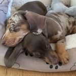 Dexter & Jasper Sausage - @dexter_and_jasper_sausage - Instagram