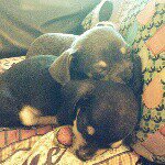 Dexter and Jasper🐶✨ - @dexter.and.jasper_the.chis - Instagram