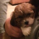 Dexter And Jasper - @dexter.and.jasper - Instagram