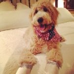 Dexter And Jasper Lindsay - @dexandjasp_thedevilishdoods - Instagram