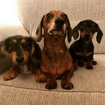 Dexter, Bella & Jasper - @three_little_dachshunds - Instagram