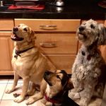𝙳𝚎𝚡𝚝𝚎𝚛, 𝚁𝚘𝚌𝚌𝚘, 𝙹𝚊𝚜𝚙𝚎𝚛 - @we_are_dogs123456789 - Instagram