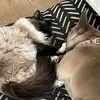 dexter+jasper - @petloverr..r - TikTok