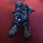 Jasper and Dexter - @jasper.dexter_123 - Instagram