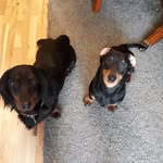 Jasper And Dexter - @jasperanddexterdachshund - Instagram